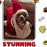 Hank joined the competition — help win amazing prizes! dog, santa_outfit, pet, calendar, indoor, couch, wooden_floor, holiday, christmas, costume, cute, animal, pet_accessories, festive, portrait, face, clothing, decor, text, background