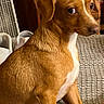 Hank joined the competition — help win amazing prizes! dog, brown, white_chest, pet, animal, indoor, blanket, texture, furniture, curious, sideways, sitting, ears, expression, companion, household, cozy, portrait, canine, looking_away
