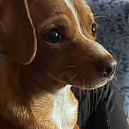 Hank joined the competition — help win amazing prizes! dog, puppy, brown, white, pet, indoor, couch, fabric, person, lap, closeup, portrait, fur, ears, snout, whiskers, curious, sitting, domestic_animal, companion