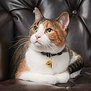 Mochi is registered to the contest to win money with this photo: animal, bell, calico, cat, close_up, collar, cute, domestic_cat, feline, fur, green_eyes, indoor, leather_chair, pet, portrait, relaxed, resting, sitting, soft_light, whiskers