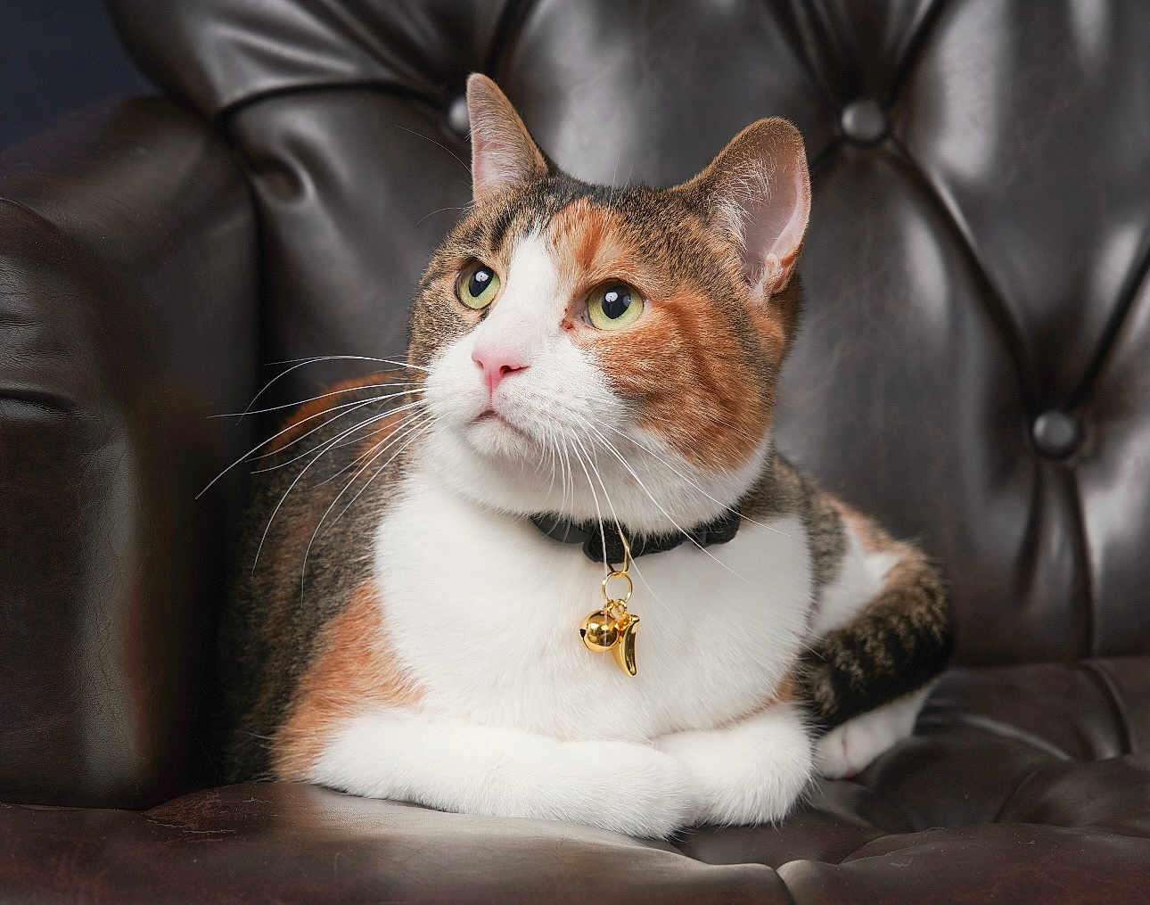 Mochi