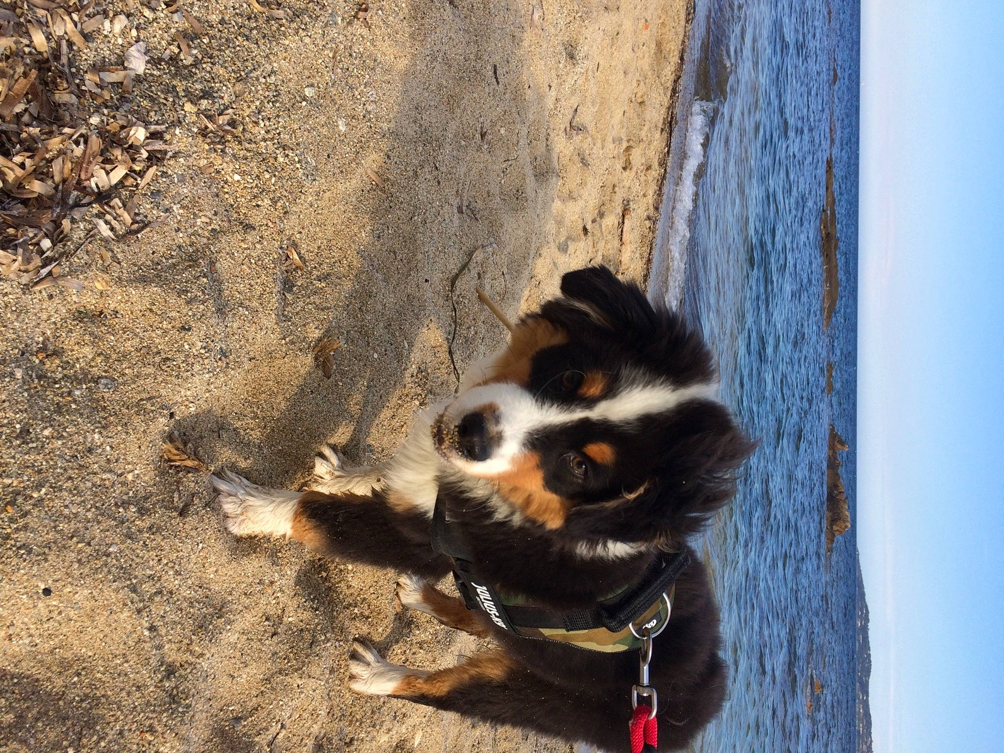 Rnest a rejoint le concours — aidez-le/la à gagner de superbes lots ! canidae, carnivore, cloud, collar, companion_dog, dog, dog_breed, fur, herding_dog, pet_supply, sky, snout, soil, sporting_group, tail, tree, water, whiskers, wood, working_dog