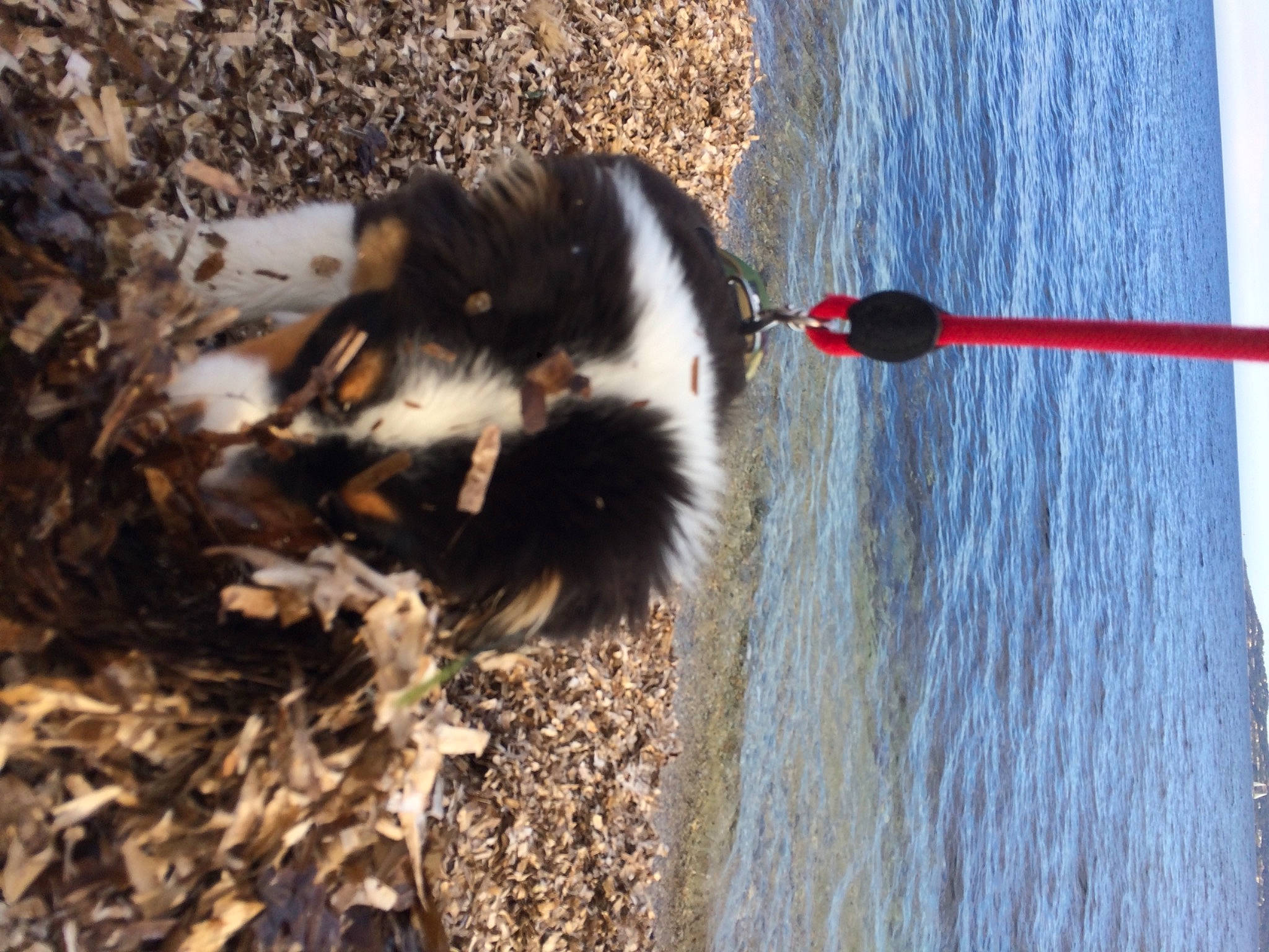 Rnest participe au concours pour gagner de l'argent avec cette photo : beach, border_collie, canidae, carnivore, dog, dog_breed, lake, mammal, recreation, shadow, sky, soil, sporting_group, tail, tree, vertebrate, water, wave, wind_wave, wood