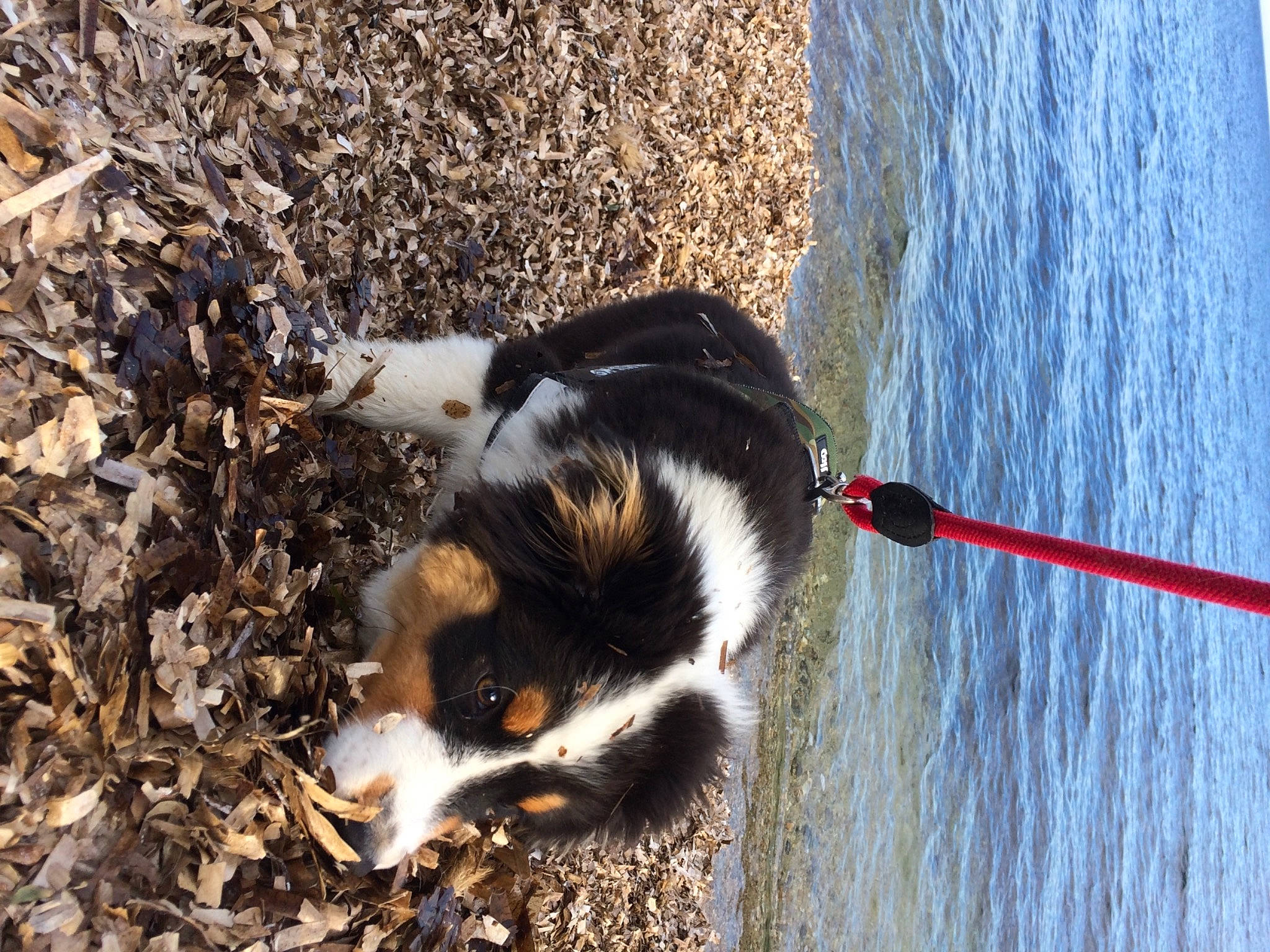 Rnest a rejoint le concours — aidez-le/la à gagner de superbes lots ! adventure, beach, canidae, carnivore, collar, companion_dog, dog, dog_breed, herding_dog, lake, leash, recreation, soil, sporting_group, tail, terrestrial_animal, vertebrate, water, working_animal, working_dog