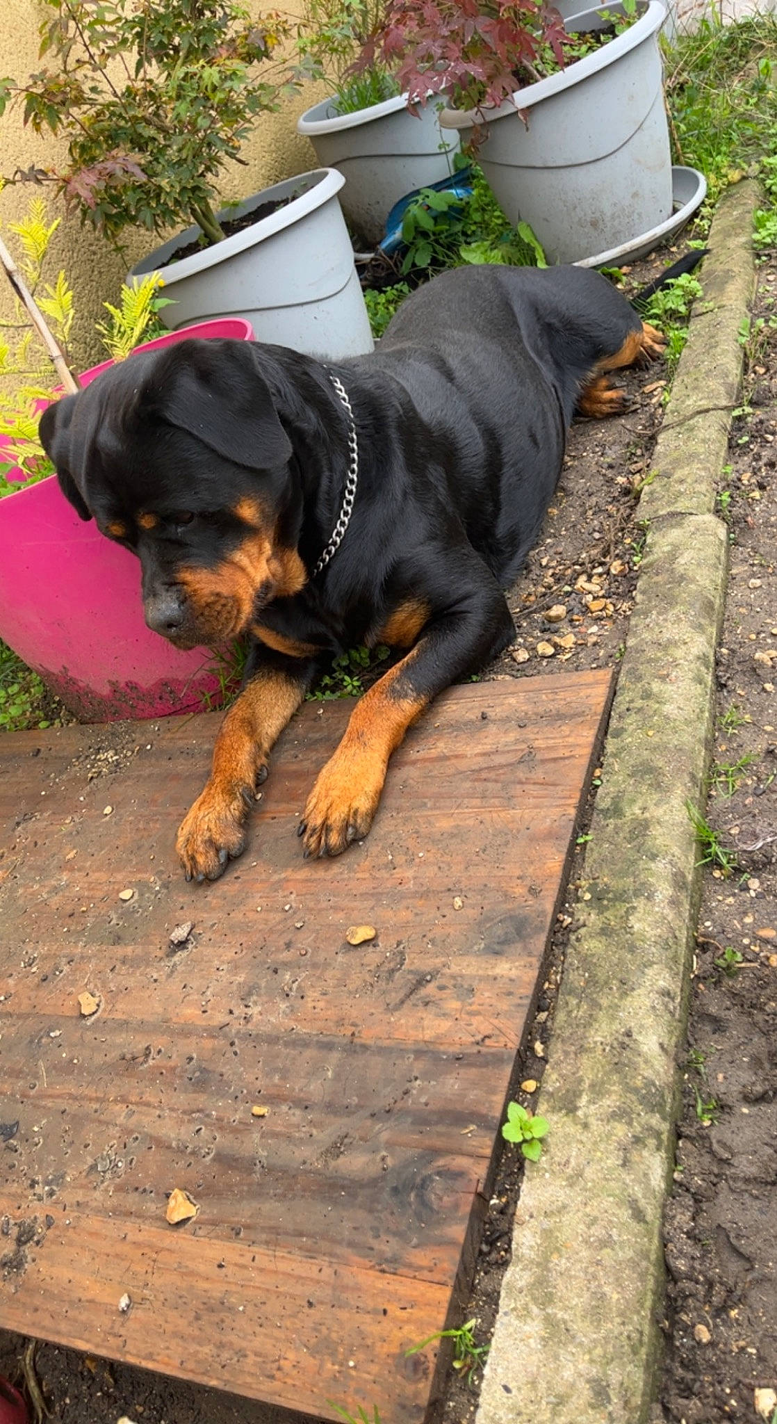 Iris a rejoint le concours — aidez-le/la à gagner de superbes lots ! canidae, carnivore, collar, companion_dog, dog, dog_breed, fawn, grass, green, guard_dog, hound, hunting_dog, plant, road_surface, rottweiler, snout, sporting_group, wood, working_animal, working_dog