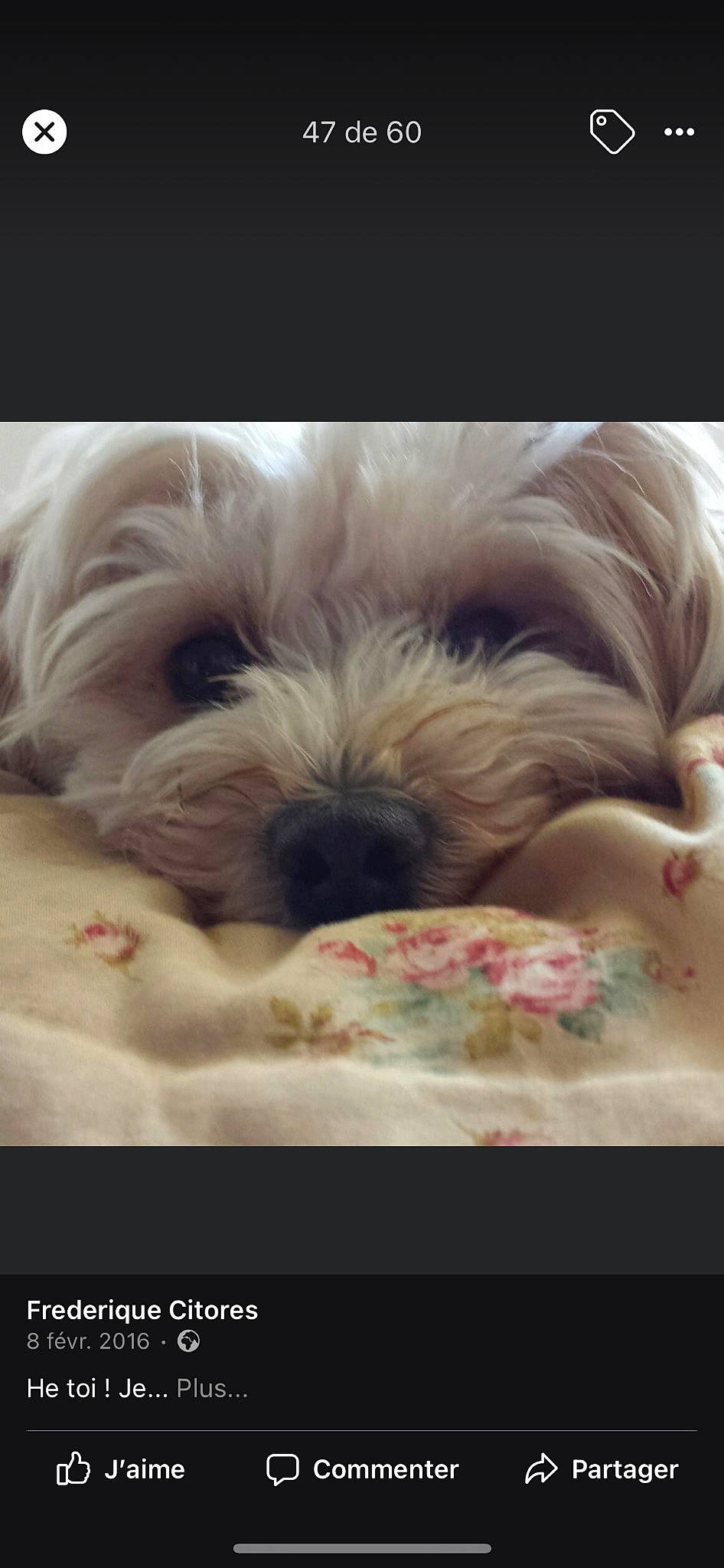 Ivoire participe au concours pour gagner de l'argent avec cette photo : canidae, carnivore, close_up, cloud, comfort, companion_dog, dog, dog_bed, dog_breed, dog_supply, fawn, fur, liver, shih_tzu, small_terrier, snout, sporting_group, terrier, toy_dog, working_animal