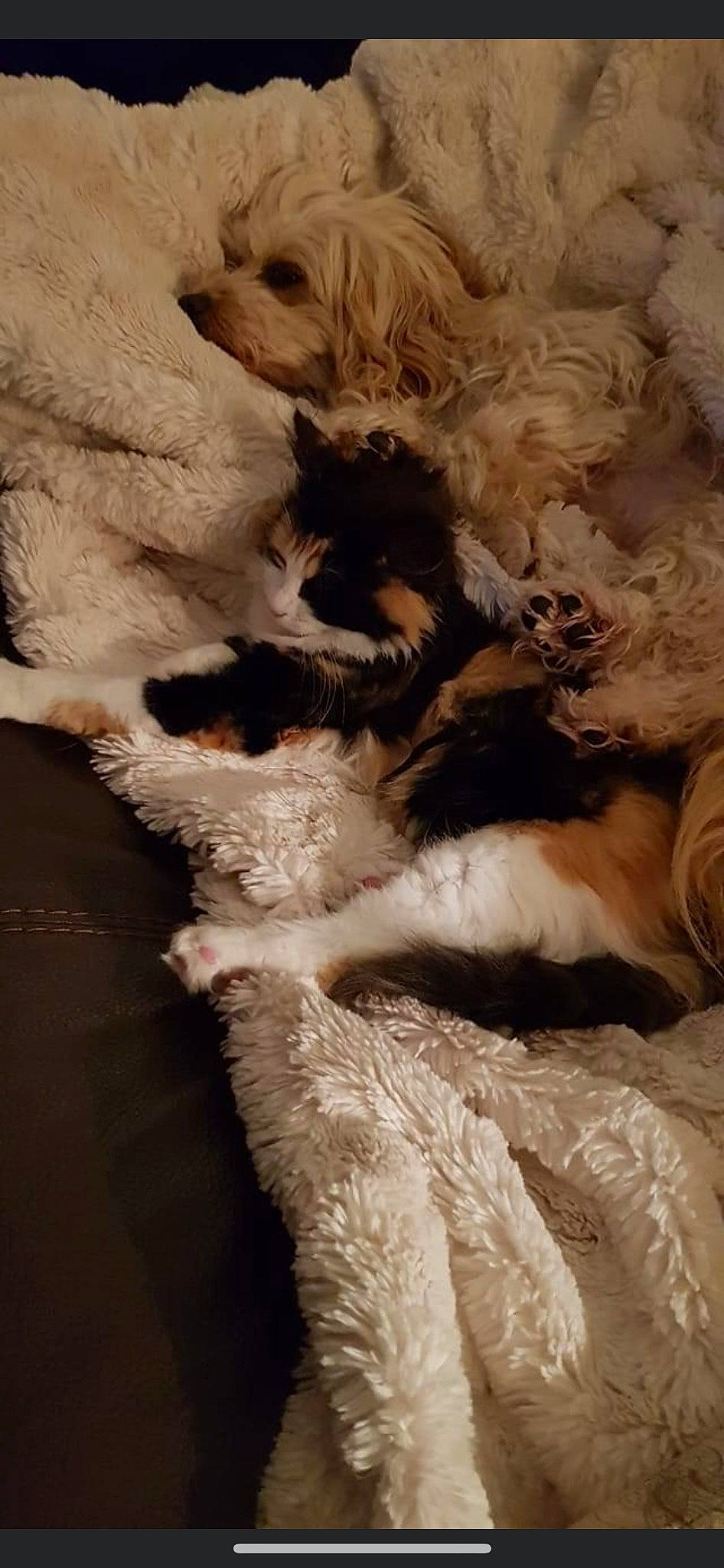 Ivoire a rejoint le concours — aidez-le/la à gagner de superbes lots ! animal_product, art, canidae, fawn, feather, felidae, fur, fur_clothing, natural_material, paw, rock, small_to_medium_sized_cats, tail, visual_arts, wildlife, wood, wool