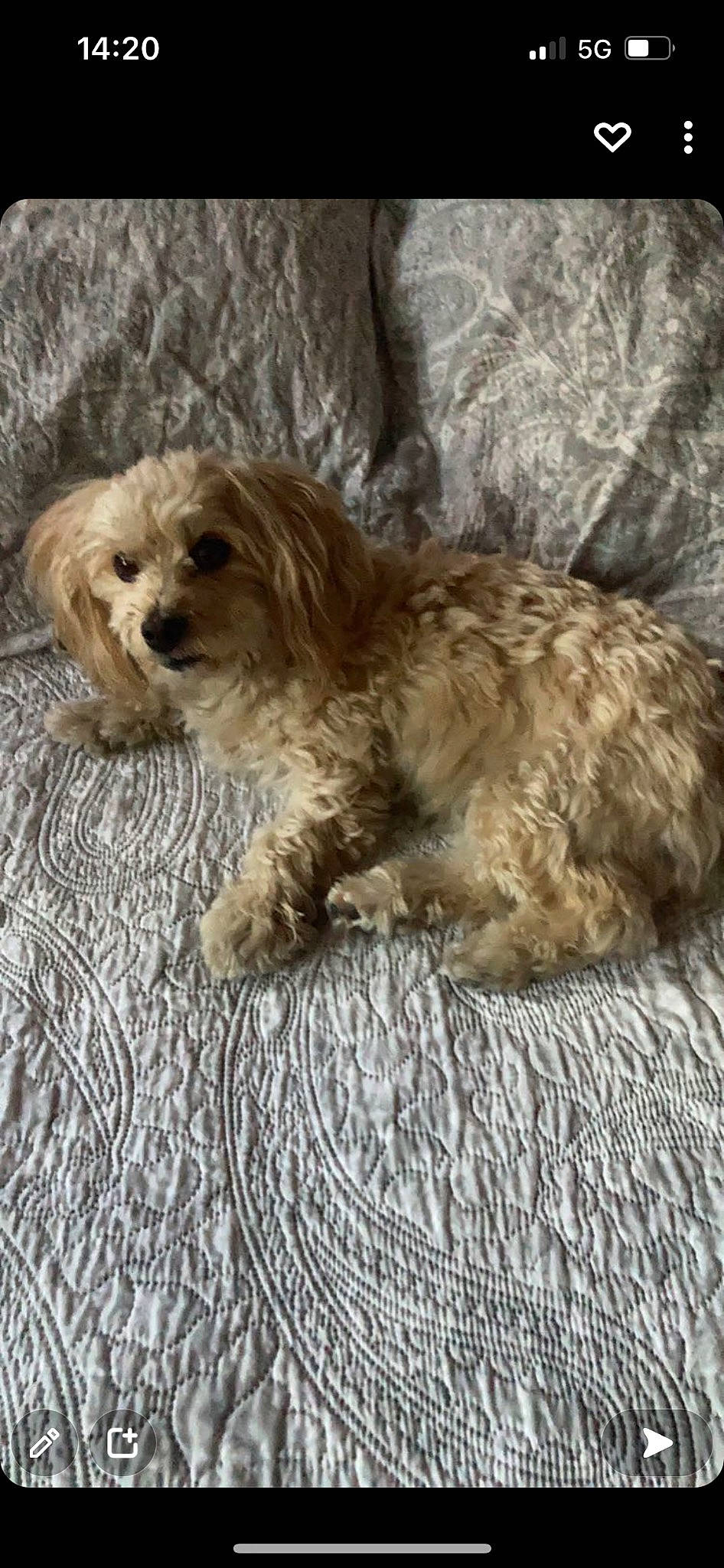 Ivoire participe au concours pour gagner de l'argent avec cette photo : canidae, carnivore, companion_dog, dog, dog_breed, dog_supply, fawn, fur, liver, maltepoo, poodle_crossbreed, puppy, small_terrier, sporting_group, terrestrial_animal, terrier, toy_dog, working_animal, yorkipoo