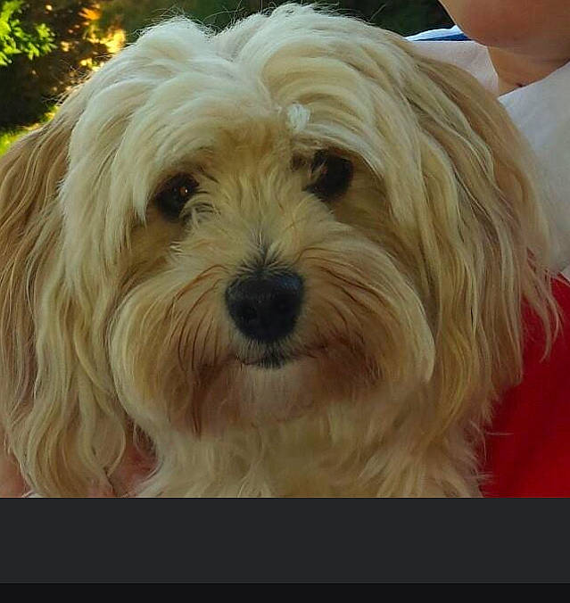 Ivoire a rejoint le concours — aidez-le/la à gagner de superbes lots ! ancient_dog_breeds, biewer_terrier, canidae, carnivore, companion_dog, dog, dog_breed, eye, fur, maltepoo, non_sporting_group, puppy, puppy_love, small_terrier, snout, sporting_group, terrier, toy_dog, working_animal, yorkipoo