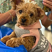 Lola joined the competition — help win amazing prizes! dog, small_dog, pet, animal, clothing, outfit, bow, cute, fur, paws, resting, blue_surface, person, blurred_background, bracelet, floral_shirt, indoor, portrait, closeup, curious