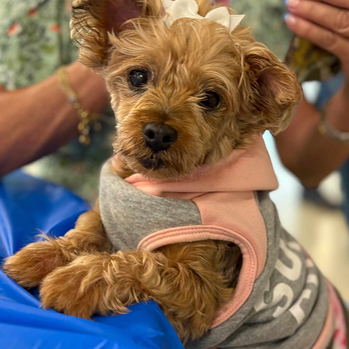 Lola joined the competition — help win amazing prizes! animal, blue_surface, blurred_background, bow, bracelet, closeup, clothing, curious, cute, dog, floral_shirt, fur, indoor, outfit, paws, person, pet, portrait, resting, small_dog
