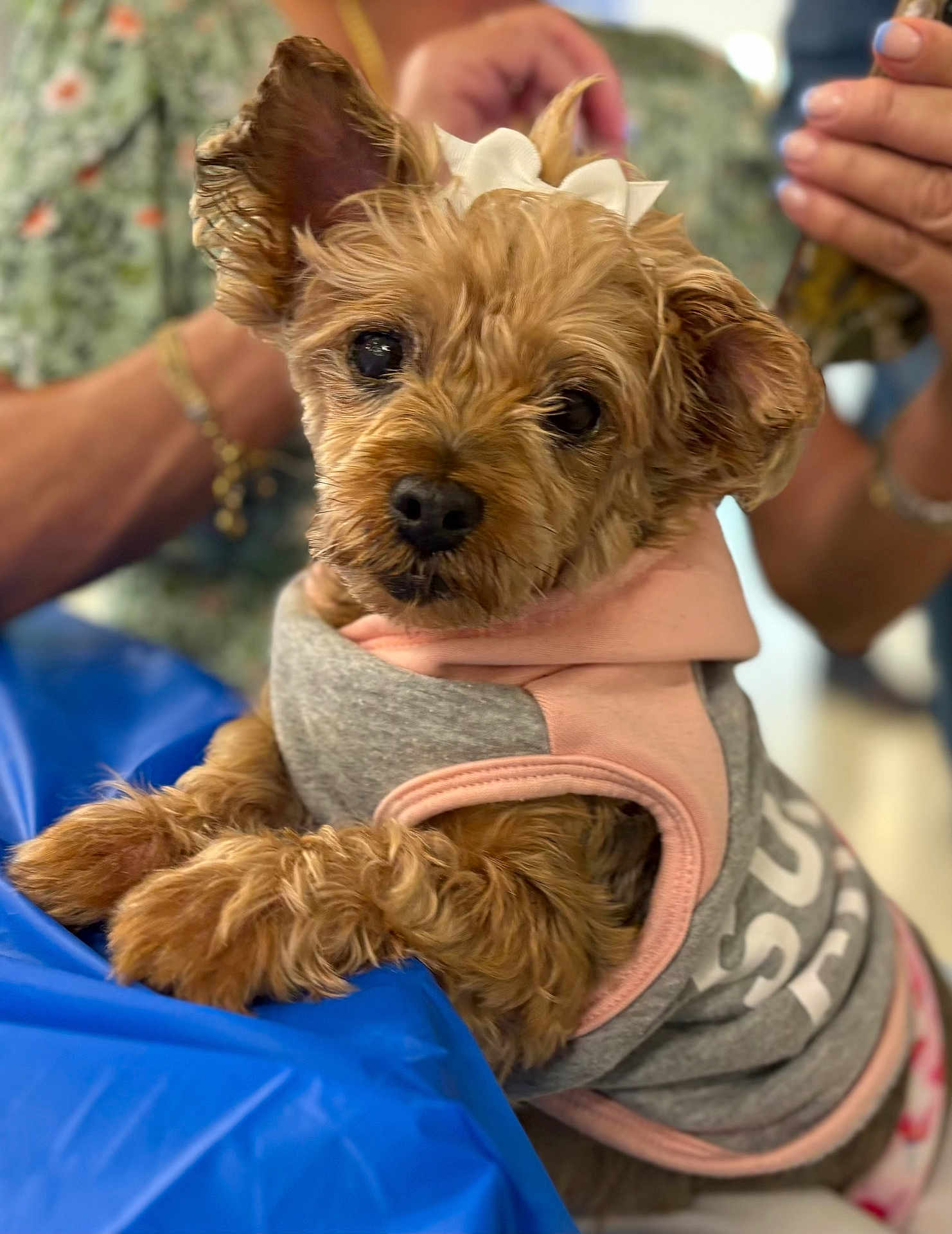 Lola joined the competition — help win amazing prizes! dog, small_dog, pet, animal, clothing, outfit, bow, cute, fur, paws, resting, blue_surface, person, blurred_background, bracelet, floral_shirt, indoor, portrait, closeup, curious
