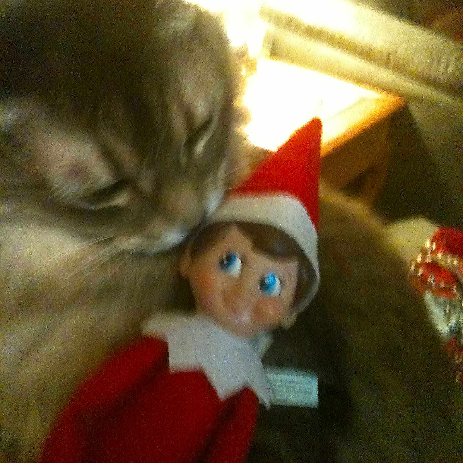 Bella joined the competition — help win amazing prizes!