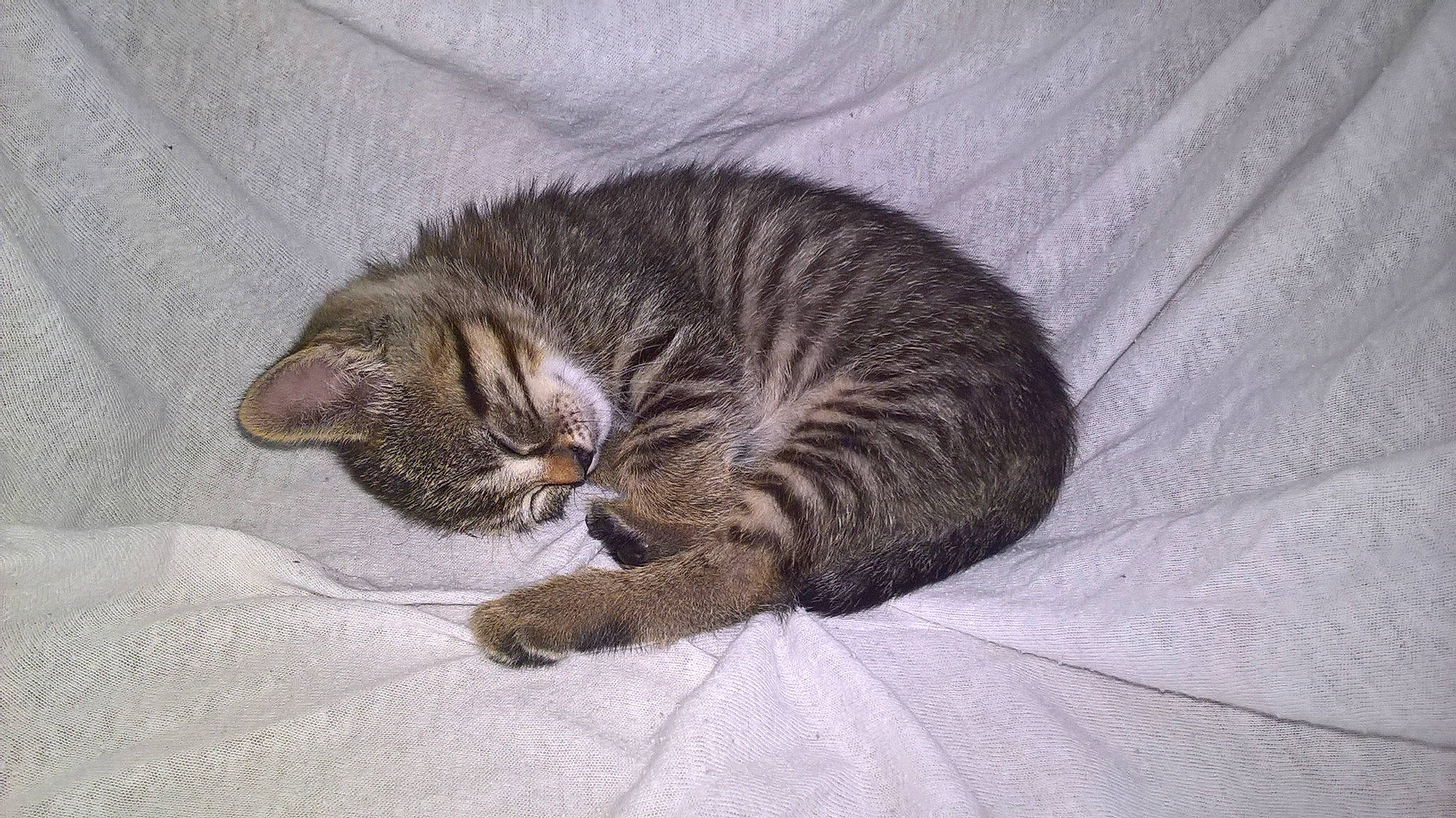 Nephtys participe au concours pour gagner de l'argent avec cette photo : american_bobtail, asian, australian_mist, california_spangled, carnivore, cat, domestic_short_haired_cat, dragon_li, european_shorthair, felidae, fur, kitten, mammal, nap, pixie_bob, sleep, small_to_medium_sized_cats, tabby_cat, whiskers, wild_cat