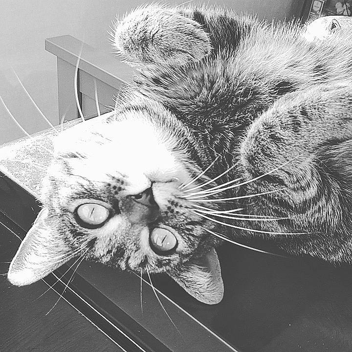 Nephtys participe au concours pour gagner de l'argent avec cette photo : asian, black_and_white, carnivore, cat, domestic_short_haired_cat, drawing, ear, european_shorthair, eye, felidae, illustration, kitten, monochrome, monochrome_photography, nose, sketch, small_to_medium_sized_cats, snout, tabby_cat, whiskers
