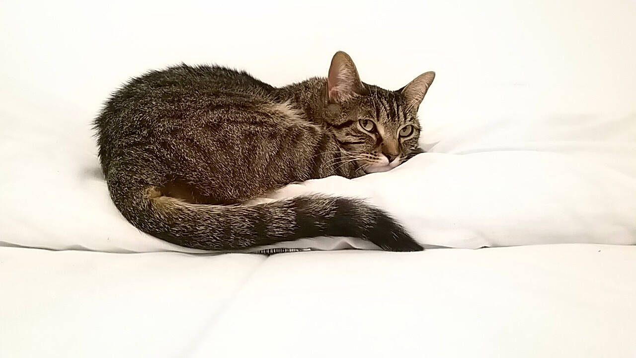 Nephtys a rejoint le concours — aidez-le/la à gagner de superbes lots ! asian, black_and_white, carnivore, cat, comfort, domestic_short_haired_cat, dragon_li, ear, european_shorthair, felidae, fur, kitten, mammal, small_to_medium_sized_cats, tabby_cat, tail, whiskers