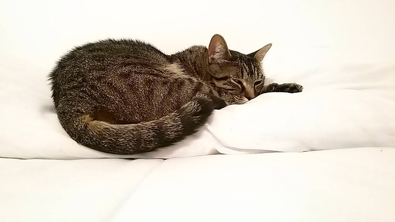 Nephtys a rejoint le concours — aidez-le/la à gagner de superbes lots ! asian, black_and_white, carnivore, cat, domestic_short_haired_cat, dragon_li, ear, egyptian_mau, european_shorthair, felidae, fur, kitten, mammal, ocicat, small_to_medium_sized_cats, snout, tabby_cat, tail, whiskers