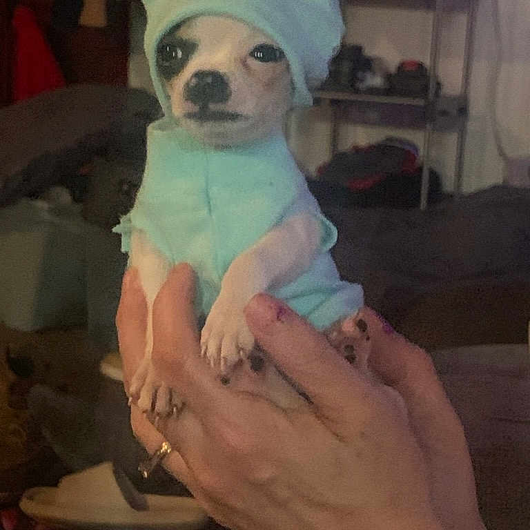 Romeo is registered to the contest to win money with this photo: accessory, animal, casual, clothing, cozy, cute, dog, domestic, furniture, hand, hat, holding, home, indoor, person, pet, portrait, puppy, sitting, small_dog