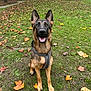 Vania participe au concours pour gagner de l'argent avec cette photo : animal, architecture, backyard, building, canine, dog, germanshepherd, grass, leaf, nature, outdoors, person, pet, plant, policedog, puppy, shelter, tree, vegetation, yard