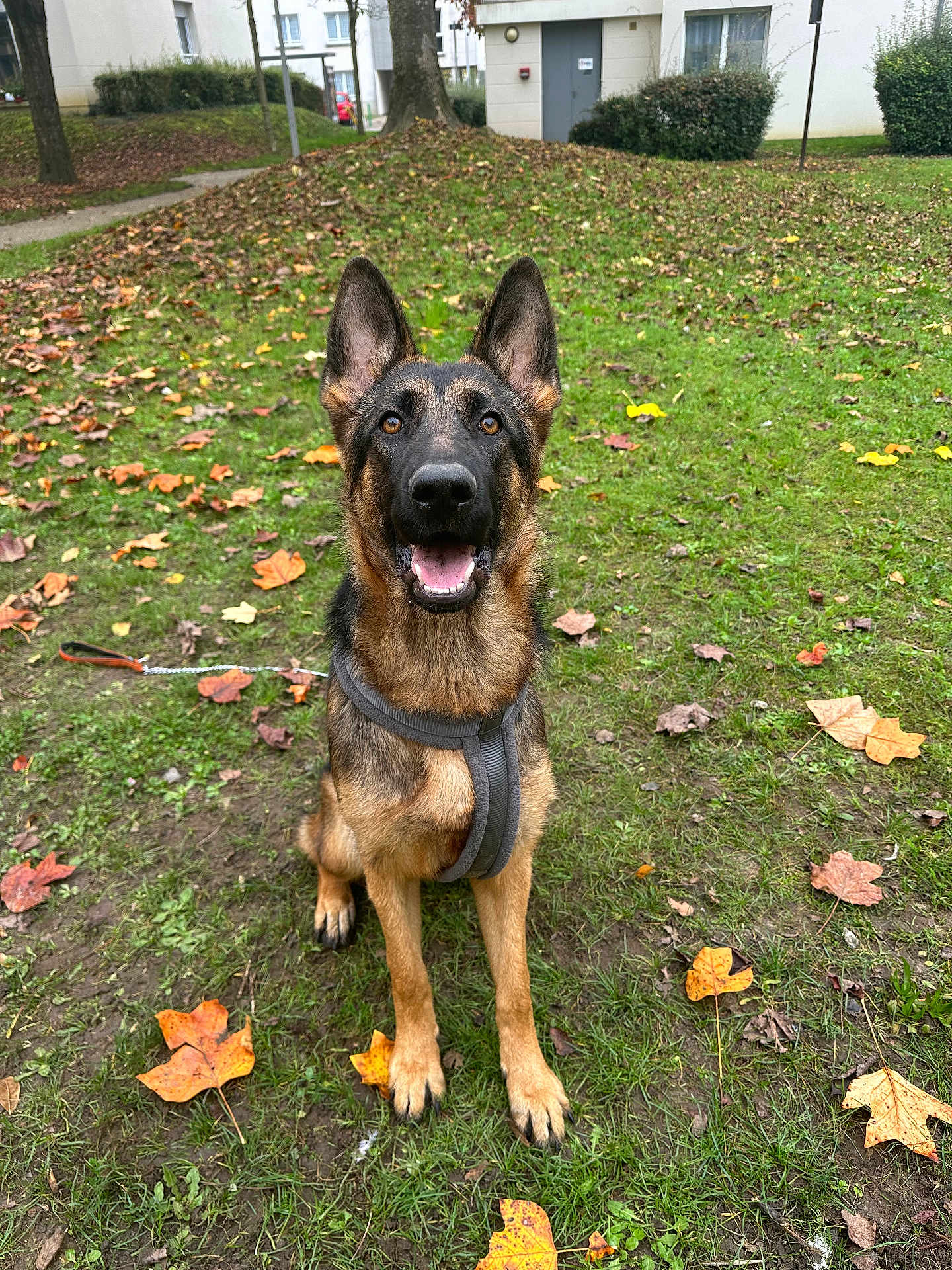 Vania participe au concours pour gagner de l'argent avec cette photo : animal, architecture, backyard, building, canine, dog, germanshepherd, grass, leaf, nature, outdoors, person, pet, plant, policedog, puppy, shelter, tree, vegetation, yard