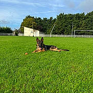 Vania a rejoint le concours — aidez-le/la à gagner de superbes lots ! animal, ball, canine, dog, field, football, germanshepherd, grass, grassland, lawn, nature, outdoors, pet, plant, policedog, puppy, soccer, soccerball, sport, yard