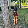 Vania participe au concours pour gagner de l'argent avec cette photo : accessories, animal, canine, car, dog, germanshepherd, grass, nature, outdoors, pet, plant, policedog, puppy, strap, transportation, tree, treetrunk, vegetation, vehicle, yard