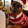 bell, bow_tie, brown, christmas_sweater, christmas_tree, couch, cozy, cute, decorations, dog, festive, german_shepherd, holiday, indoor, lights, pet, portrait, relaxed, santa_hat, window