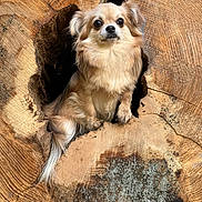 Hoshi participe au concours pour gagner de l'argent avec cette photo : dog, animal, wood, tree_stump, nature, pet, fur, cute, outdoor, brown, small_dog, canine, fluffy, hollow, texture, close_up, alert, curious, natural, wildlife