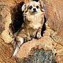 dog, animal, wood, tree_stump, nature, pet, fur, cute, outdoor, brown, small_dog, canine, fluffy, hollow, texture, close_up, alert, curious, natural, wildlife