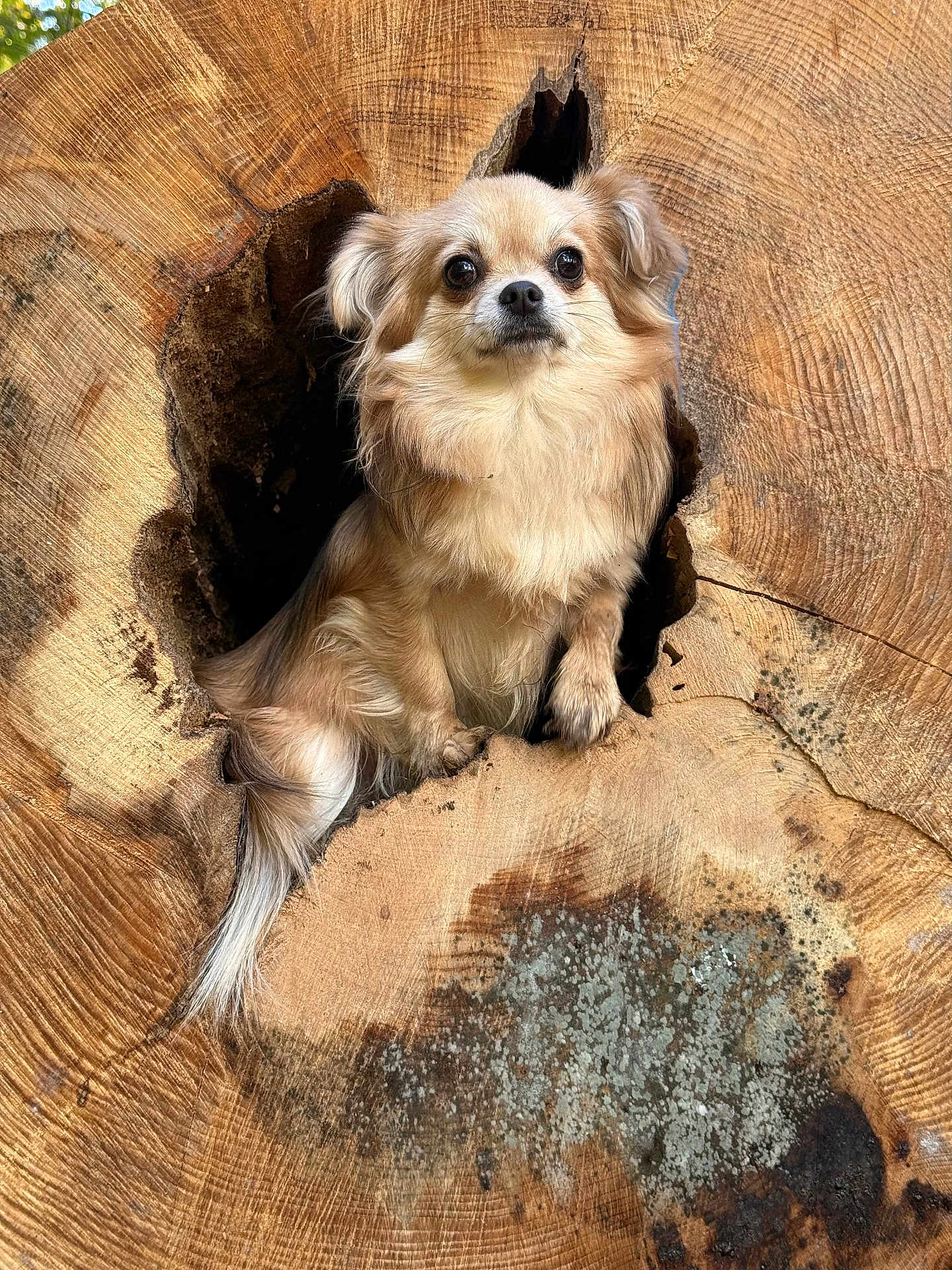 Hoshi participe au concours pour gagner de l'argent avec cette photo : dog, animal, wood, tree_stump, nature, pet, fur, cute, outdoor, brown, small_dog, canine, fluffy, hollow, texture, close_up, alert, curious, natural, wildlife