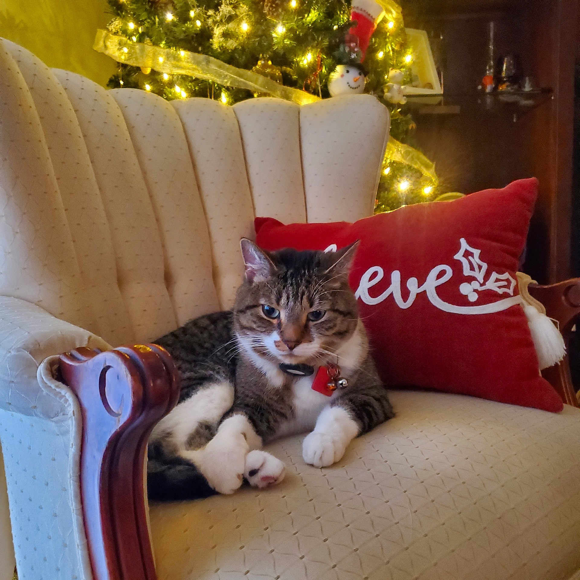 Cappie Morgan joined the competition — help win amazing prizes! abyssinian, animal, architecture, armchair, building, cat, chair, couch, cushion, furniture, homedecor, indoors, interiordesign, kitten, linen, livingroom, manx, pet, pillow, room