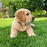 Atchoum a rejoint le concours — aidez-le/la à gagner de superbes lots ! puppy, golden_retriever, dog, grass, lawn, outdoor, nature, tree, greenery, garden, sunlight, collar, pet, cute, fluffy, summer, animal, canine, resting, daytime