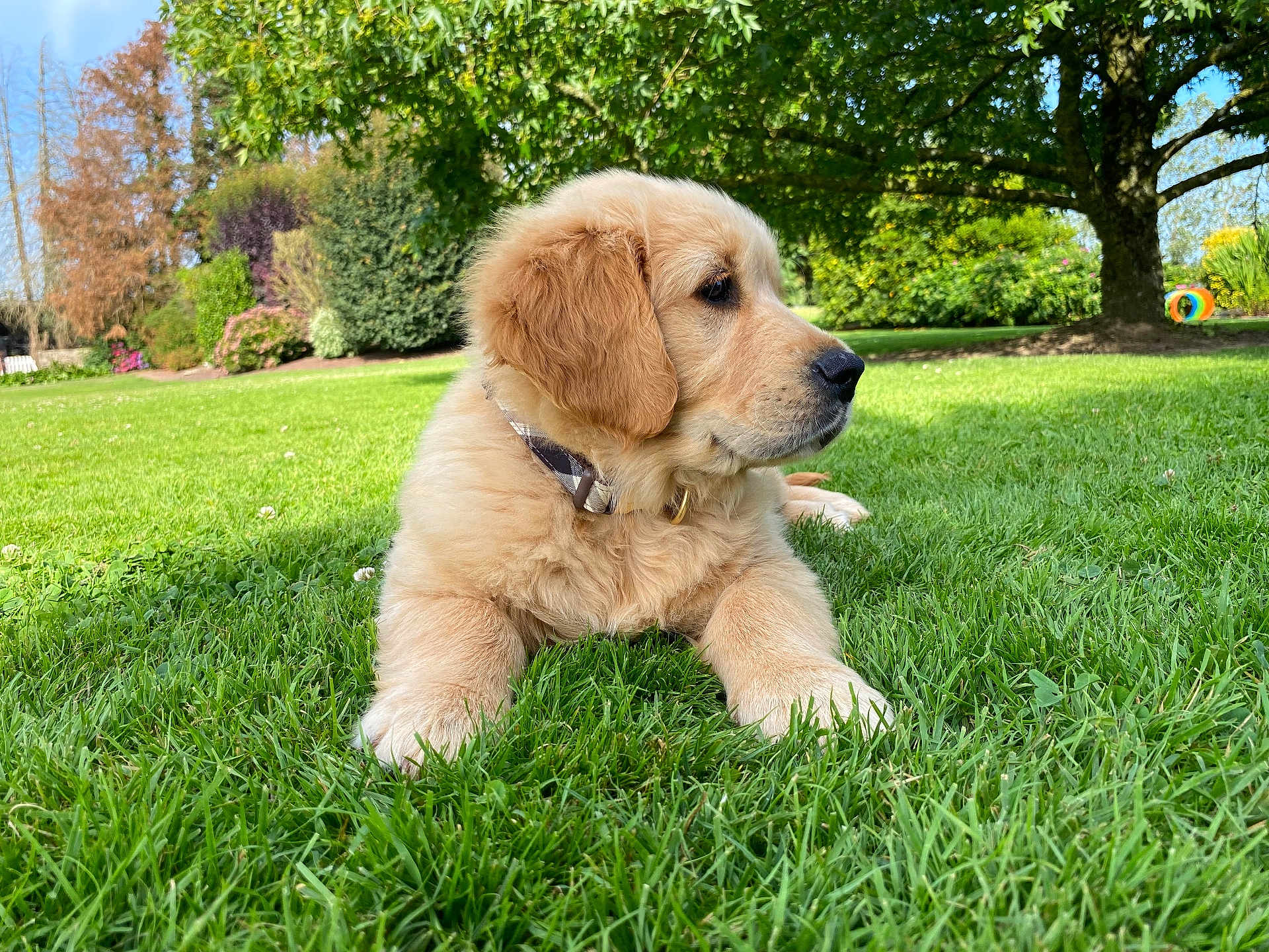 Atchoum a rejoint le concours — aidez-le/la à gagner de superbes lots ! puppy, golden_retriever, dog, grass, lawn, outdoor, nature, tree, greenery, garden, sunlight, collar, pet, cute, fluffy, summer, animal, canine, resting, daytime