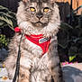 Nimbus joined the competition — help win amazing prizes! cat, fluffy, yellow_eyes, red_harness, leash, sitting, outdoor, sunlight, tablecloth, flowers, garden, pet, animal, feline, fur, portrait, daylight, nature, close_up, relaxed