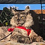 cat, fluffy_cat, pet, animal, outdoor, sunlight, harness, relaxed, feline, tablecloth, garden, plants, yellow_eyes, portrait, close_up, domestic_cat, leisure, resting, summer, nature