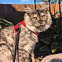 cat, fluffy, gray, yellow_eyes, harness, leash, tablecloth, flower_pattern, outdoor, sunlight, fence, garden, plant, shadow, pet, animal, domestic, fur, whiskers, ears