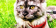 Nimbus joined the competition — help win amazing prizes! cat, tabby_cat, yellow_eyes, gray_fur, red_harness, grass, outdoor, pet, animal, nature, greenery, close_up, fur, whiskers, ears, leash, sunlight, daytime, curious, mammal