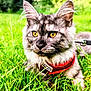 cat, tabby_cat, yellow_eyes, gray_fur, red_harness, grass, outdoor, pet, animal, nature, greenery, close_up, fur, whiskers, ears, leash, sunlight, daytime, curious, mammal