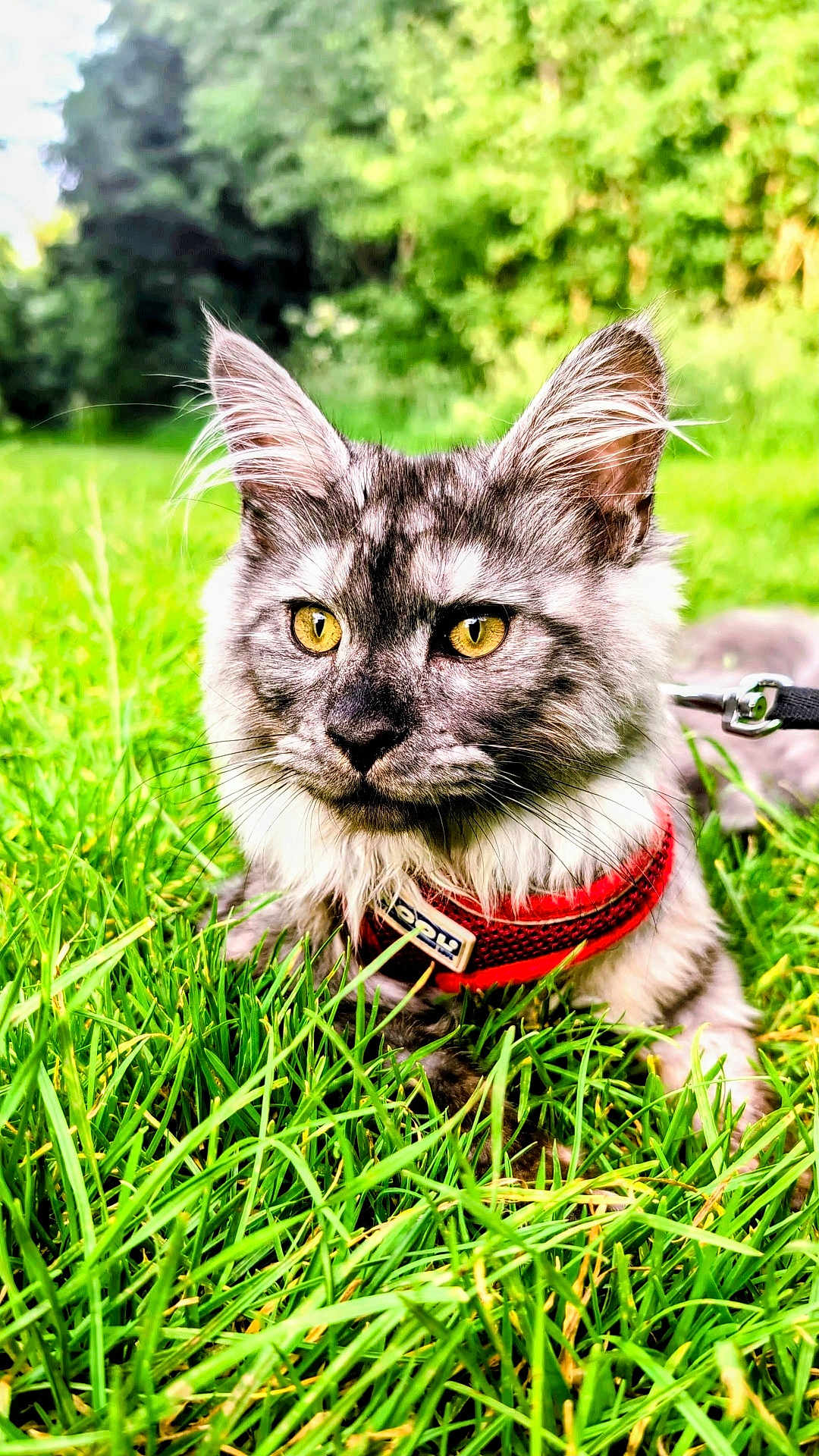 Nimbus joined the competition — help win amazing prizes! cat, tabby_cat, yellow_eyes, gray_fur, red_harness, grass, outdoor, pet, animal, nature, greenery, close_up, fur, whiskers, ears, leash, sunlight, daytime, curious, mammal