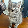 kitten, cat, gray_cat, fur, whiskers, table, indoor, pet, cute, curious, animal, young_cat, feline, sitting, closeup, domestic_cat, household, wood, eyes, portrait