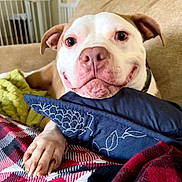 Pancake joined the competition — help win amazing prizes! dog, smiling, couch, pillow, blanket, indoor, pet, happy, resting, closeup, paw, canine, embroidery, fabric, cozy, comfort, relaxed, fur, home, animal