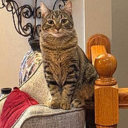 Sophie joined the competition — help win amazing prizes! abyssinian, animal, architecture, armchair, building, cat, chair, couch, cushion, furniture, hardwood, homedecor, house, indoors, interiordesign, livingroom, manx, pet, room, wood