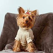 Maggie is registered to the contest to win money with this photo: airedale, animal, armchair, canine, chair, clothing, couch, cushion, dog, furniture, hat, homedecor, hoodie, knitwear, pet, puppy, sweater, sweatshirt, terrier, whitedog