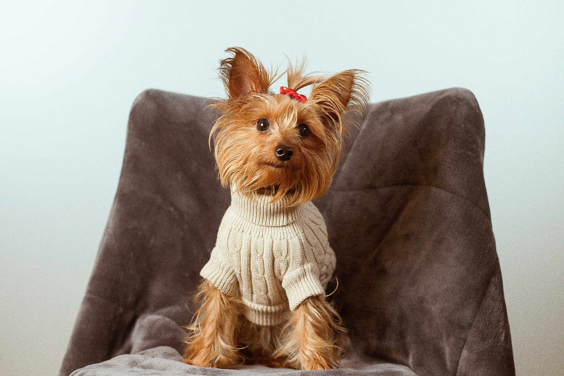 Maggie is registered to the contest to win money with this photo: airedale, animal, armchair, canine, chair, clothing, couch, cushion, dog, furniture, hat, homedecor, hoodie, knitwear, pet, puppy, sweater, sweatshirt, terrier, whitedog