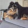 Ulys a rejoint le concours — aidez-le/la à gagner de superbes lots ! dog, heterochromia, blue_eye, brown_eye, fluffy, long_hair, couch, indoor, pet, relaxed, looking_at_camera, furniture, home, animal, paw, black_fur, brown_fur, white_fur, face, portrait
