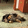 Ulys participe au concours pour gagner de l'argent avec cette photo : dog, fluffy, lying_down, floor, tile_floor, indoor, door_frame, storage_chest, relaxed, pet, fur, animal, home, cozy, resting, brown, black, tan, small_dog, quiet