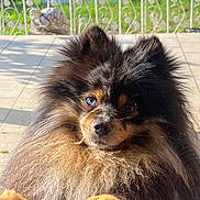 Ulys participe au concours pour gagner de l'argent avec cette photo : dog, fluffy, heterochromia, curious, paws, glass_door, garden, sunlight, outdoor, decorative_fence, tiles, pet, animal, portrait, closeup, brown, black, white, cute, furry