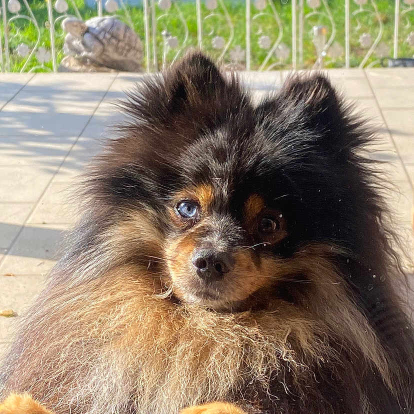 Ulys participe au concours pour gagner de l'argent avec cette photo : dog, fluffy, heterochromia, curious, paws, glass_door, garden, sunlight, outdoor, decorative_fence, tiles, pet, animal, portrait, closeup, brown, black, white, cute, furry
