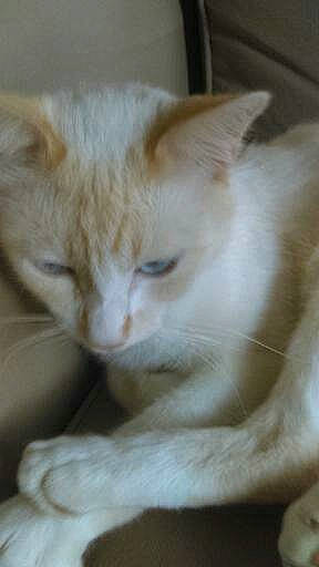 Twix a rejoint le concours — aidez-le/la à gagner de superbes lots ! aegean_cat, arabian_mau, asian, burmilla, carnivore, cat, colorpoint_shorthair, domestic_long_haired_cat, domestic_short_haired_cat, european_shorthair, fawn, felidae, khao_manee, kitten, mammal, polydactyl_cat, small_to_medium_sized_cats, turkish_angora, turkish_van, whiskers