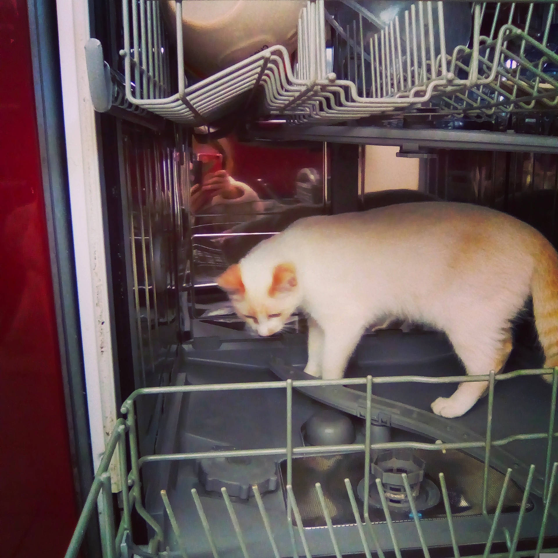 Twix participe au concours pour gagner de l'argent avec cette photo : animal_shelter, burmilla, cage, carnivore, cat, colorpoint_shorthair, fawn, felidae, fur, khao_manee, kitten, small_to_medium_sized_cats, tail, turkish_angora, turkish_van, whiskers